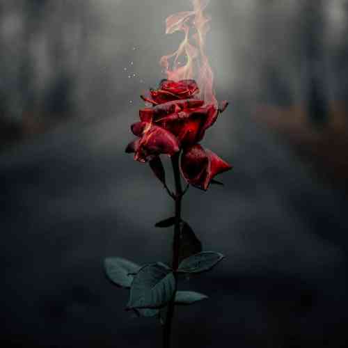 حمیدرضا چهارشنبه سوری